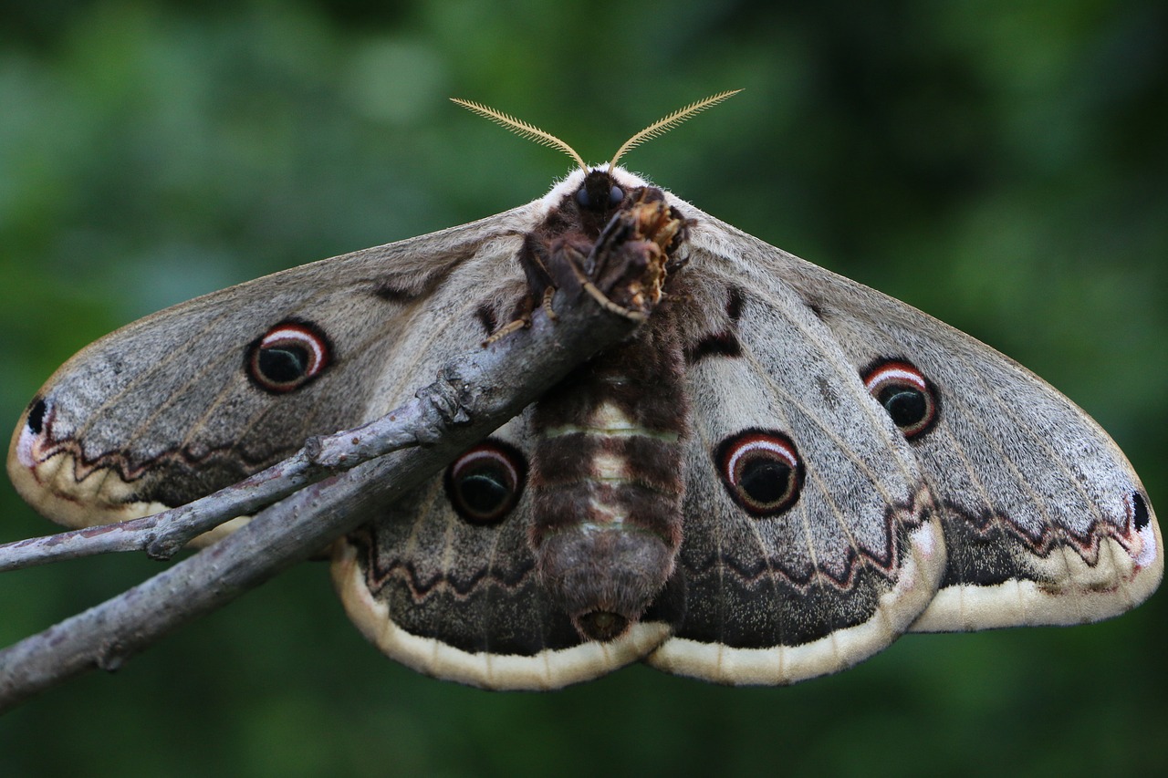 butterfly  animals  macro shooting free photo