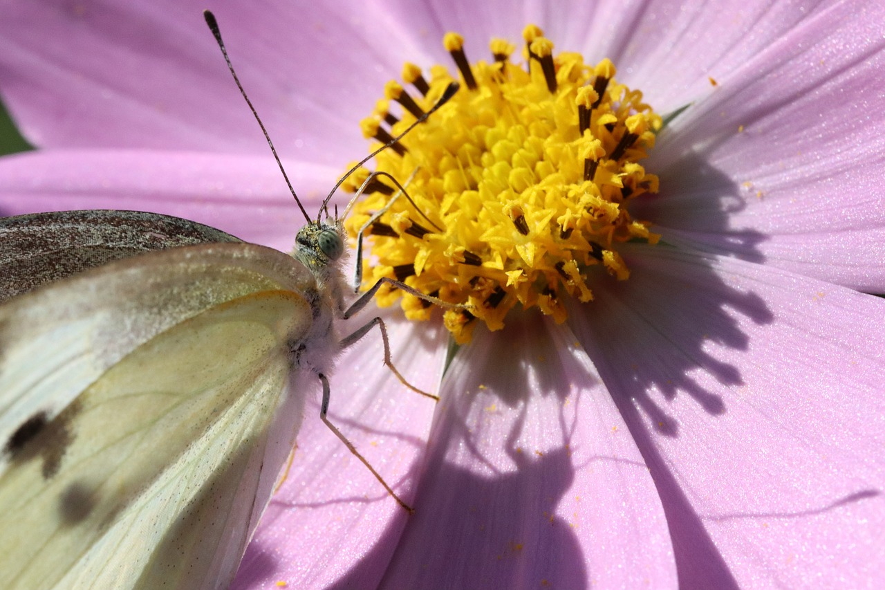 butterfly  cosmos  flowers free photo