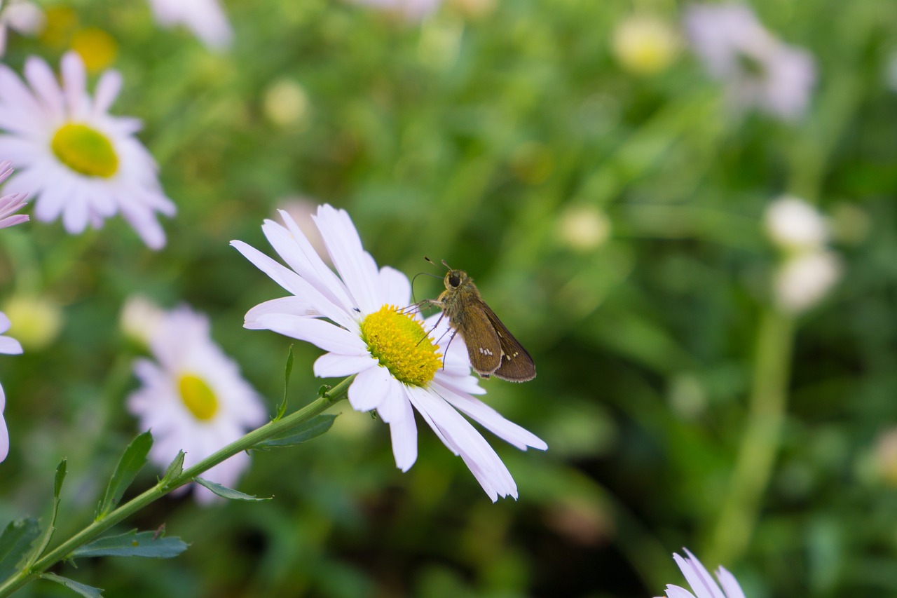 butterfly  flowers  nature free photo