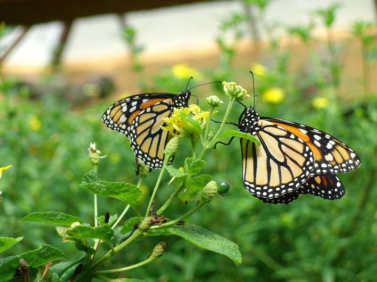 butterfly gran canaria palmitos park free photo