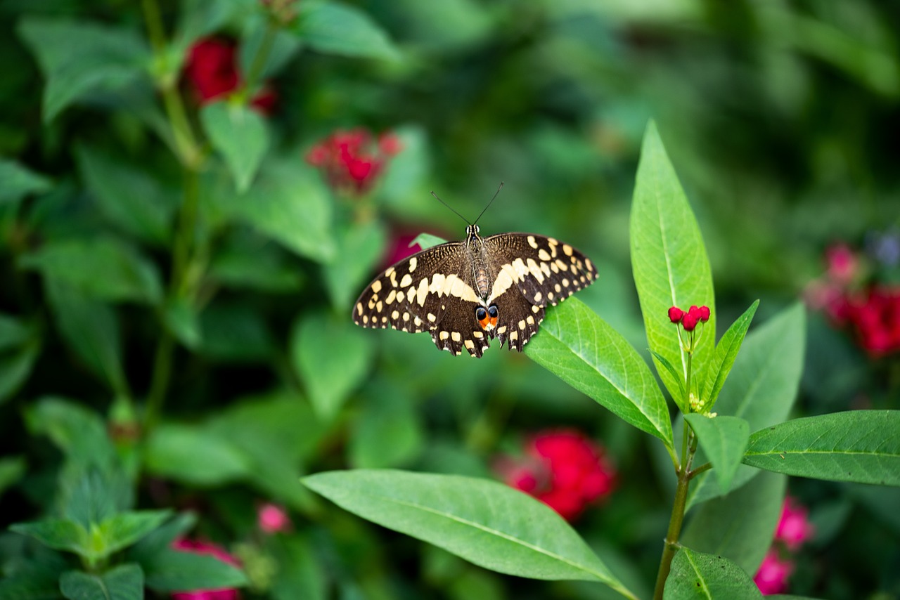 butterfly  nature  green free photo