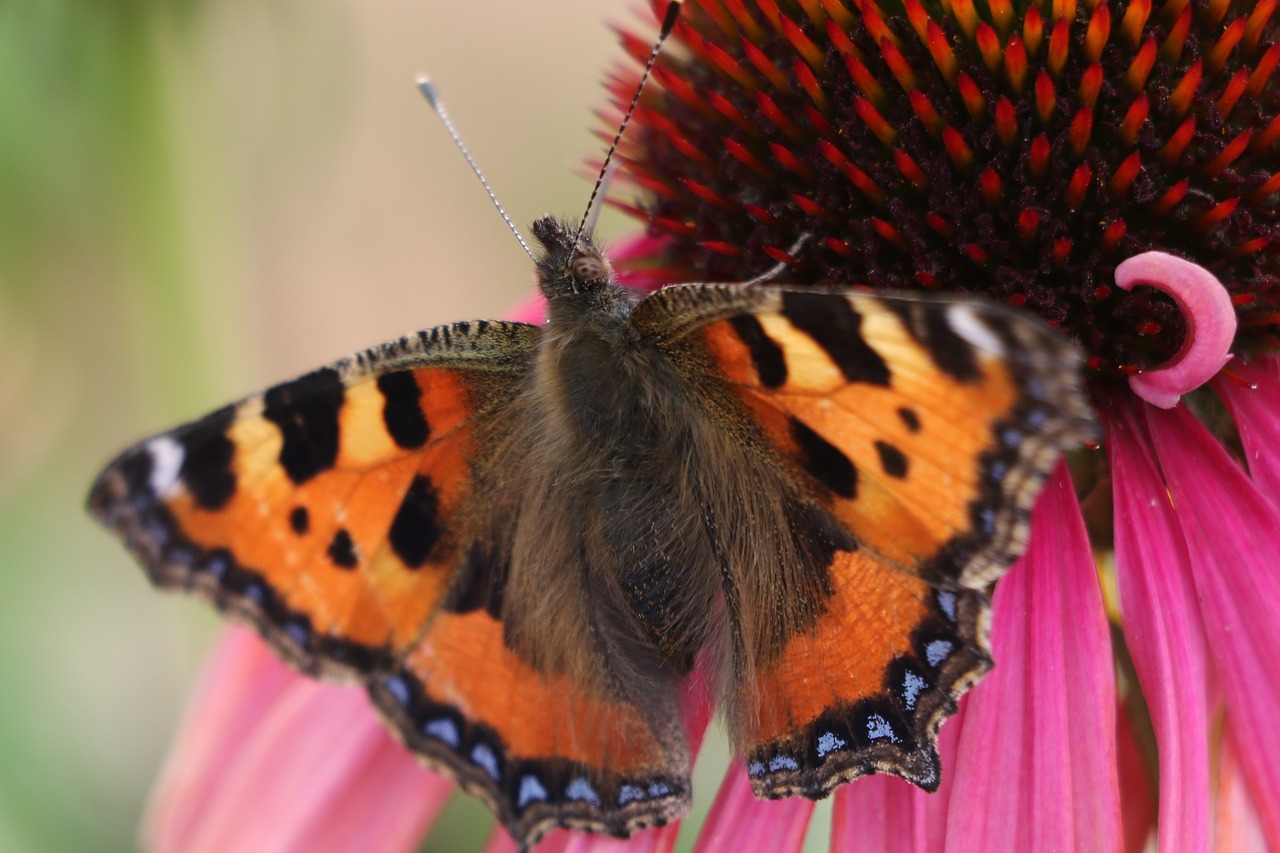 butterfly  flower  nature free photo