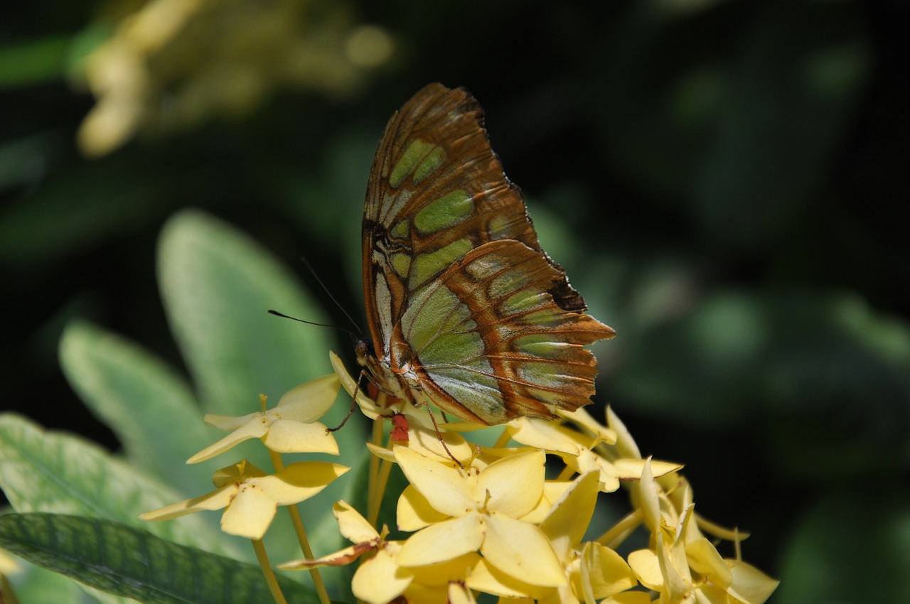 butterfly  blossom  bloom free photo