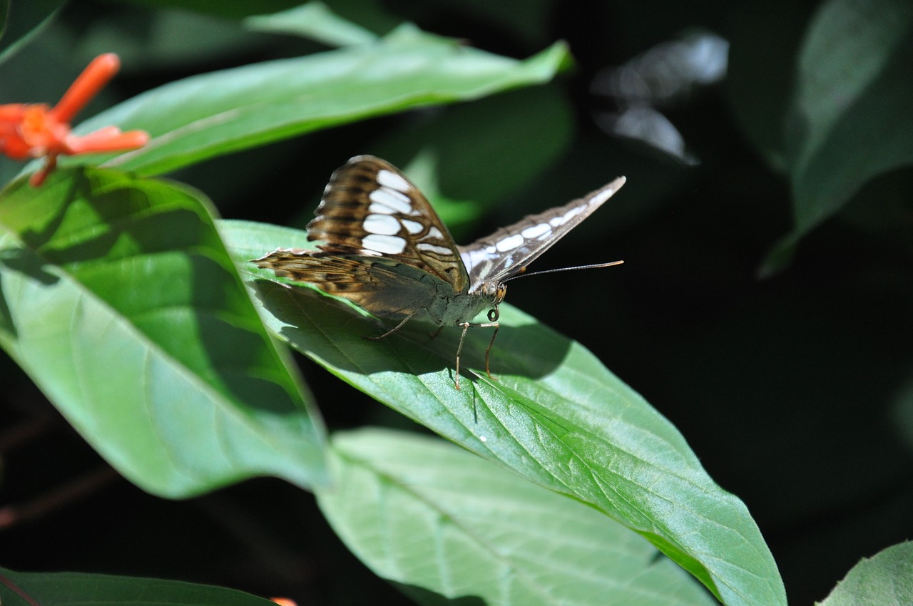 butterfly  blossom  bloom free photo