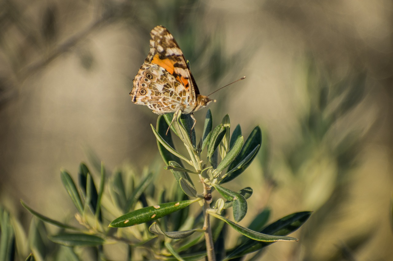 butterfly  plants  insects free photo