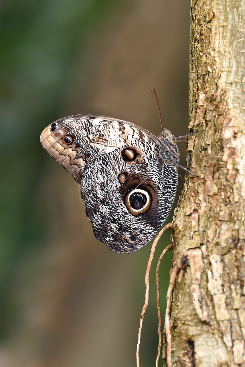 butterfly  kelebek  macro free photo