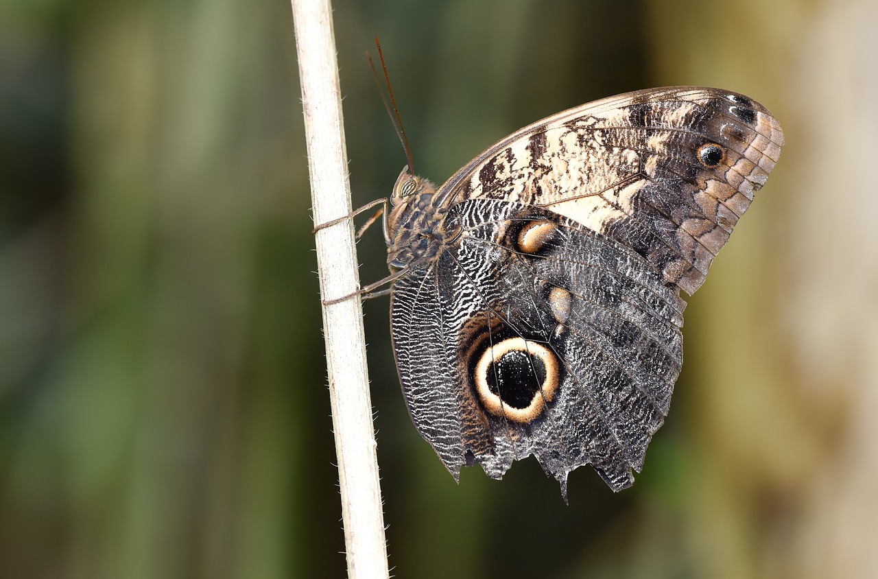 butterfly  kelebek  doğa free photo