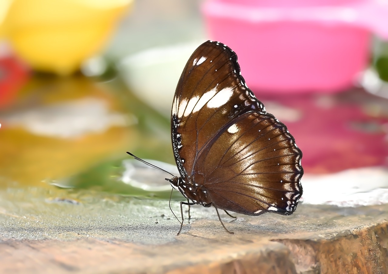 butterfly  kelebek  doğa free photo