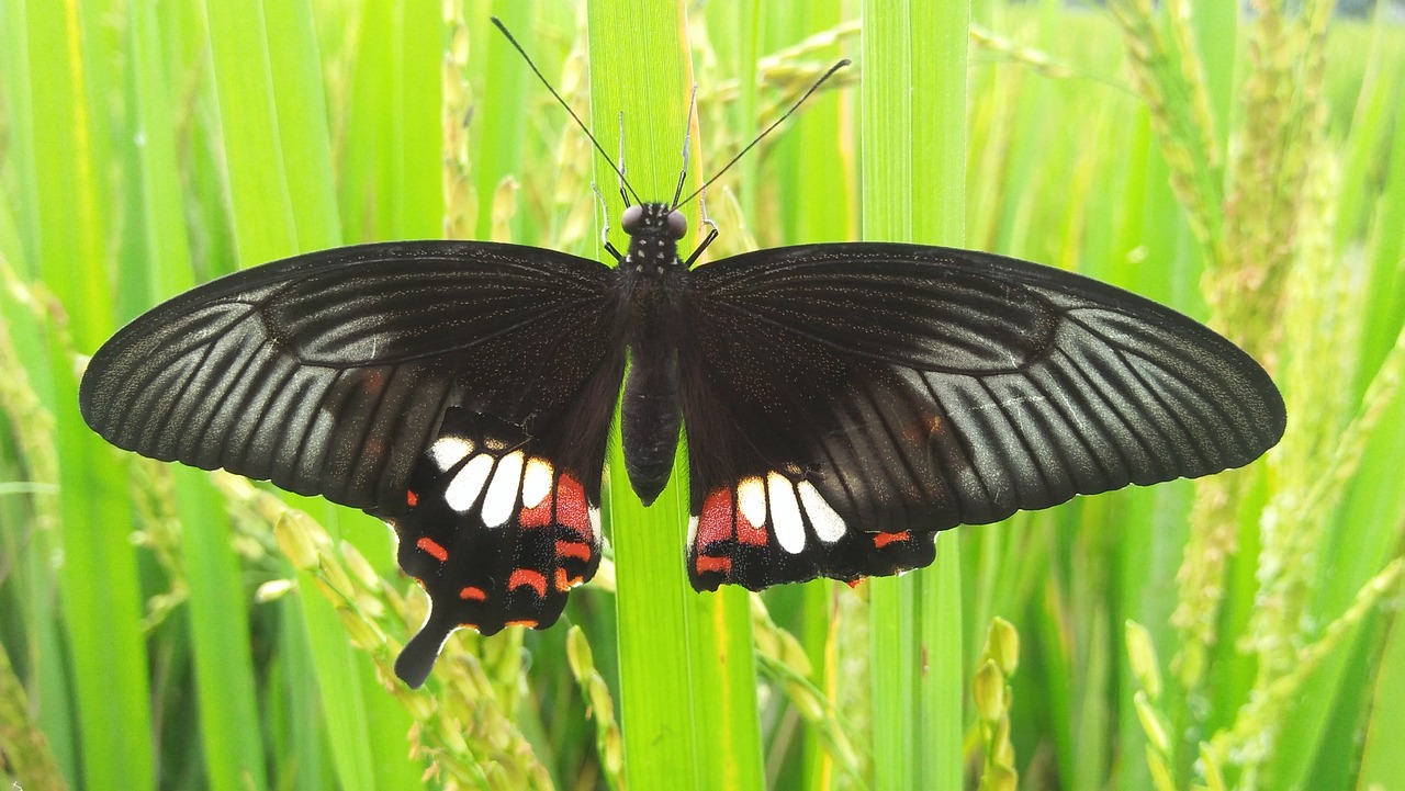 butterfly  tree  grass free photo