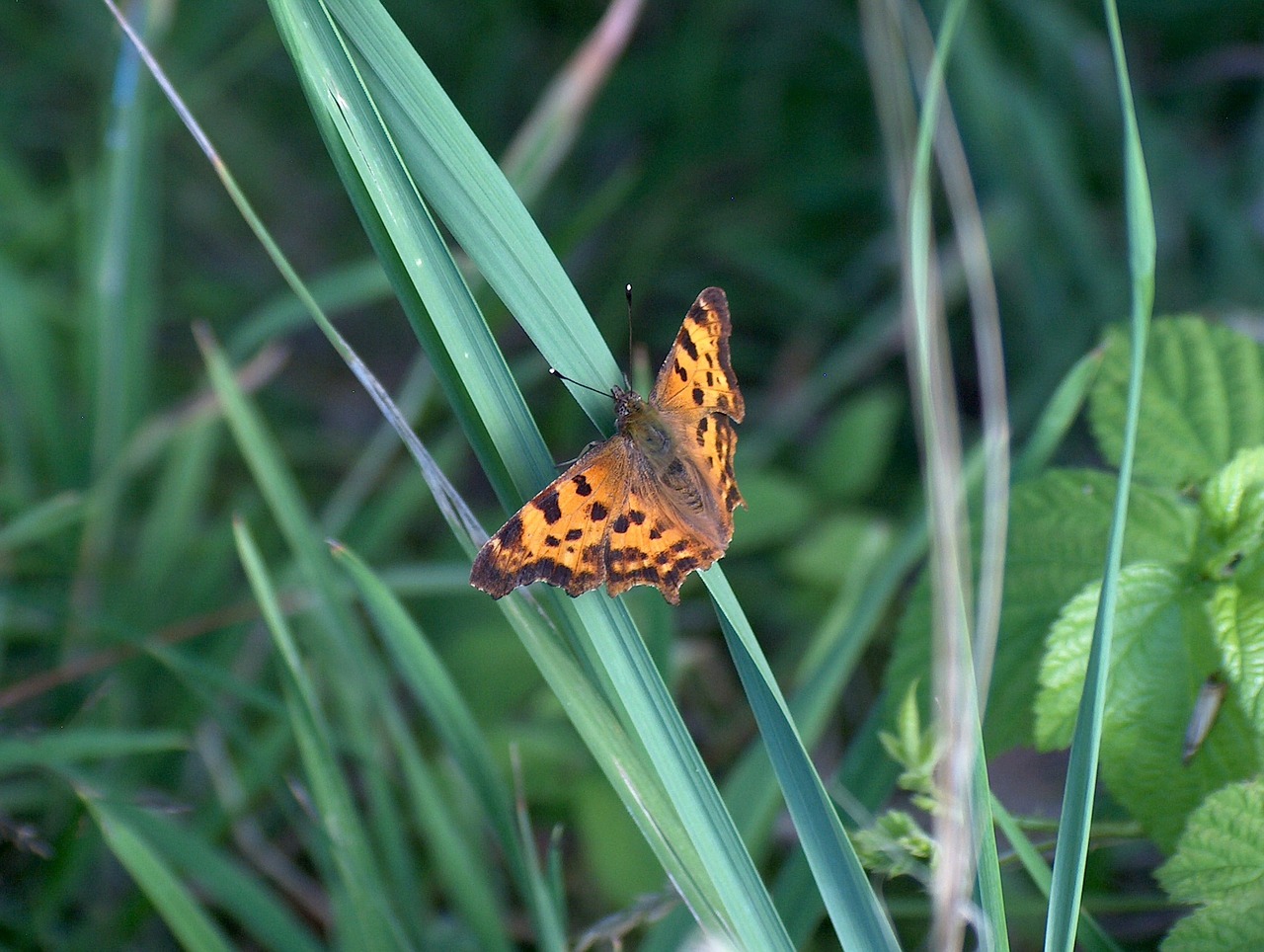 butterfly nature insect free photo