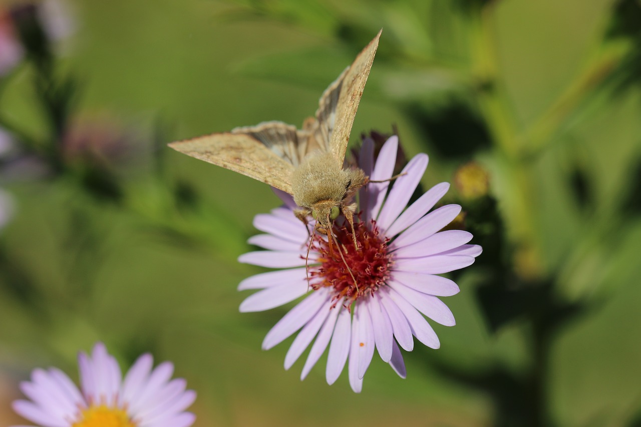 butterfly  flower  grass free photo