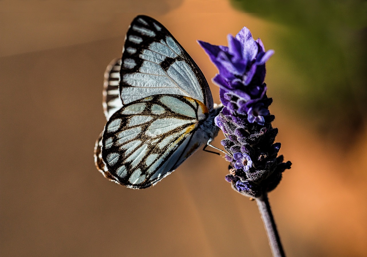 butterfly blue nature free photo