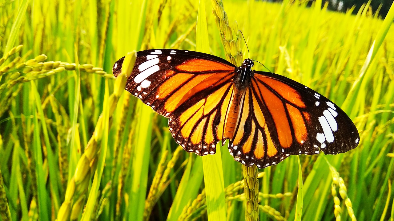 butterfly  tree  grass free photo