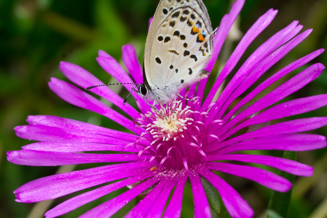 butterfly  insects  macro free photo