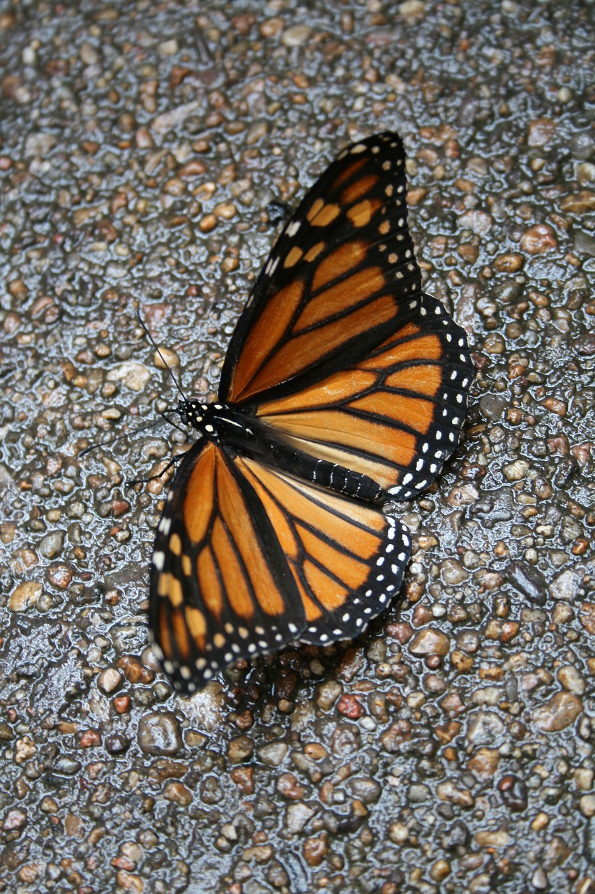 butterfly  monarch  wings free photo