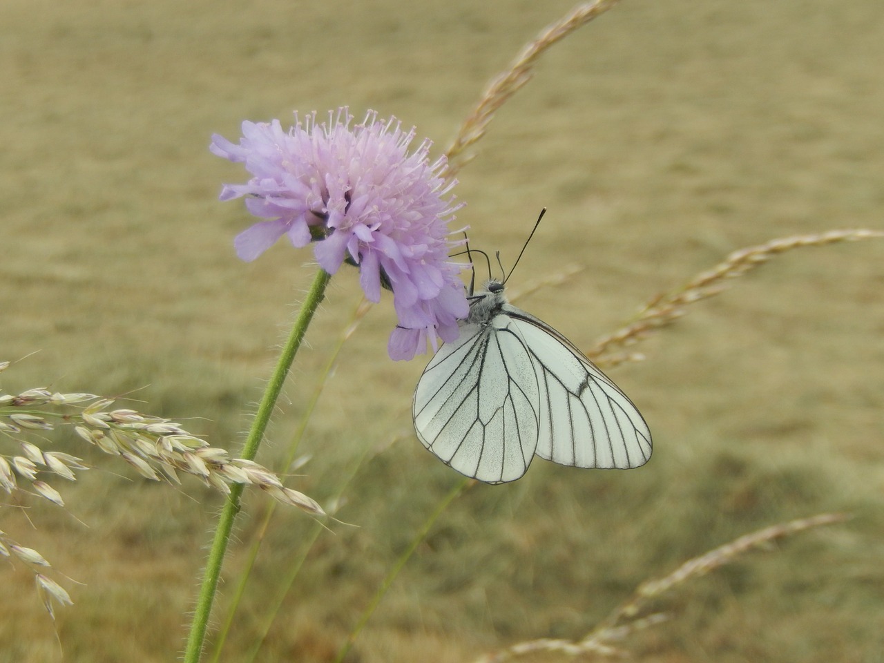 butterfly nature field free photo