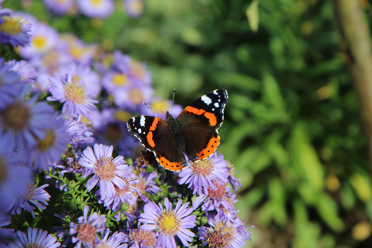 butterfly  butterfly red admiral  vulcan free photo