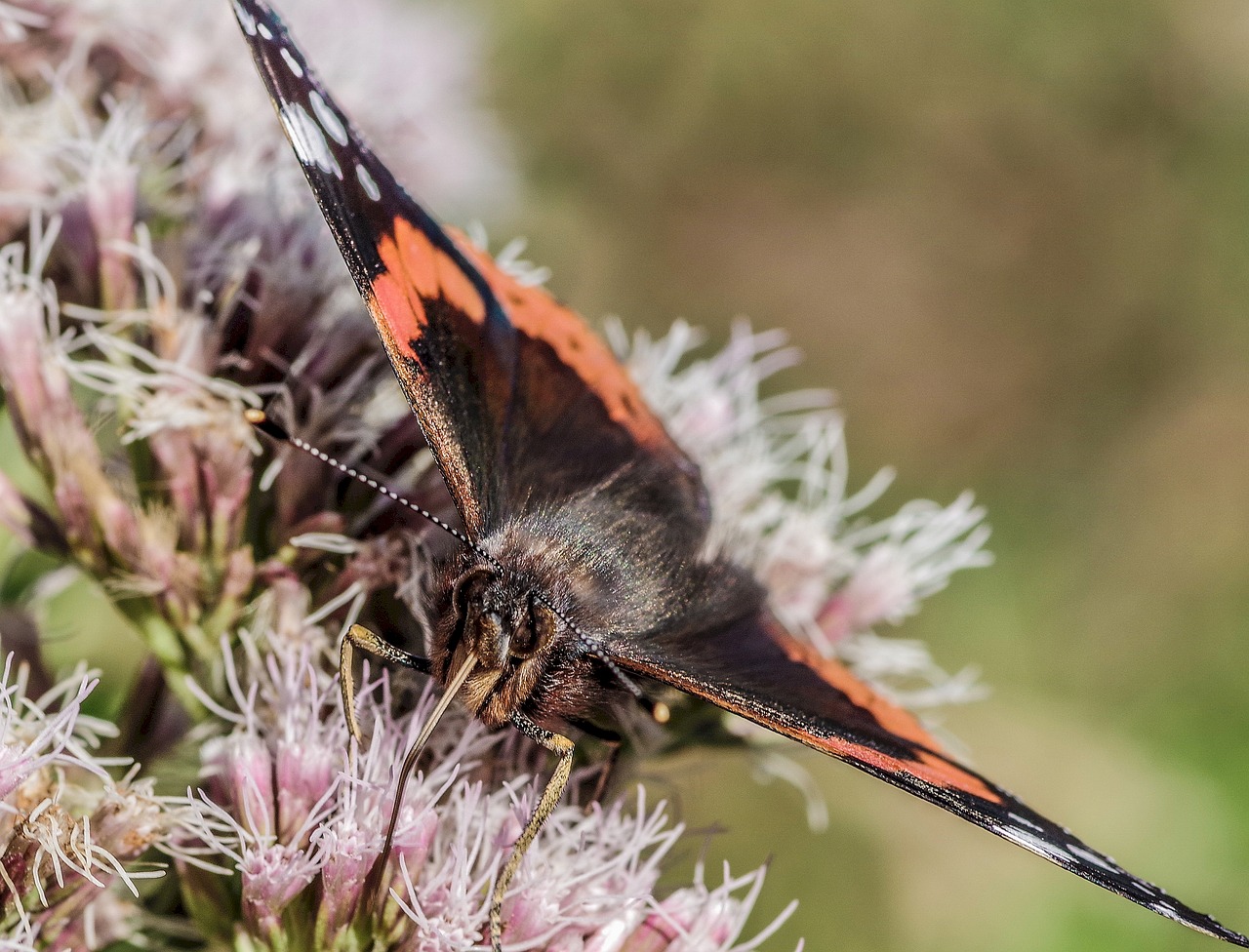 butterfly  black  orange free photo