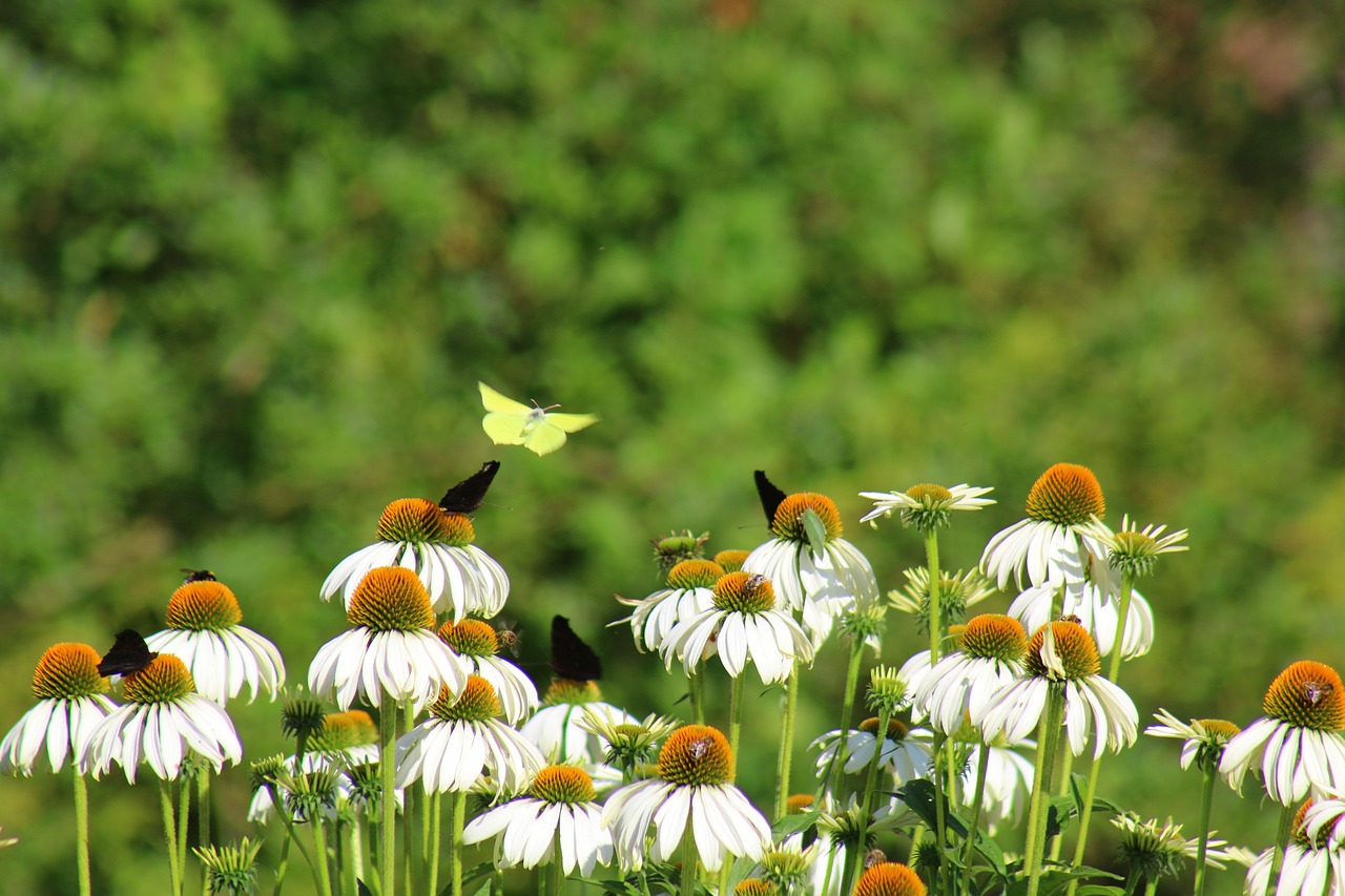 butterfly  flower  summer free photo