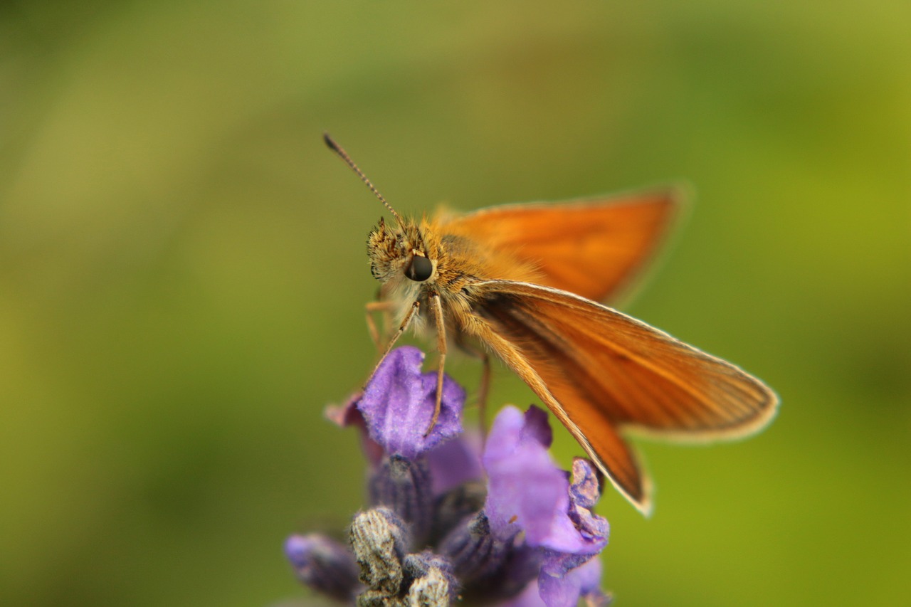 butterfly  spring  insect free photo