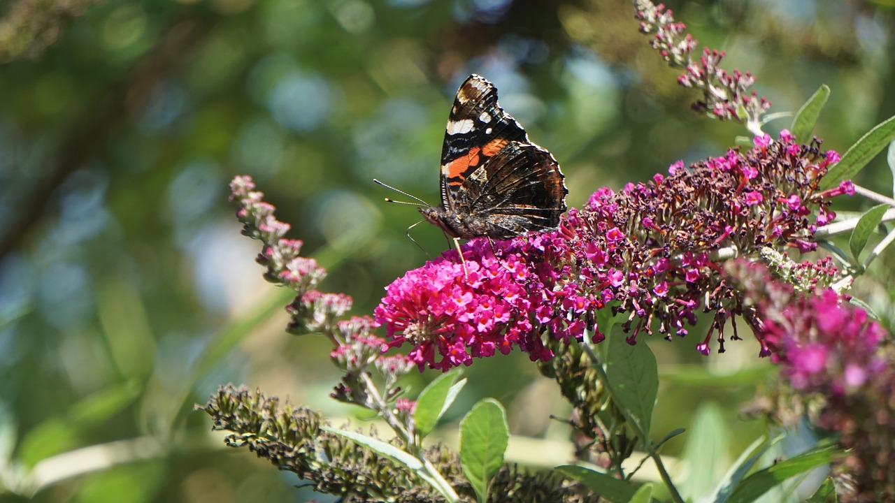 butterfly  insect  flower free photo