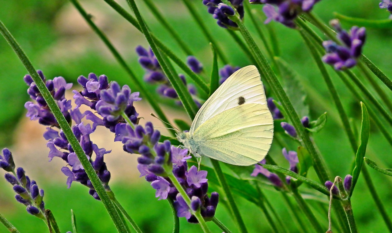 butterfly  insect  flowers free photo