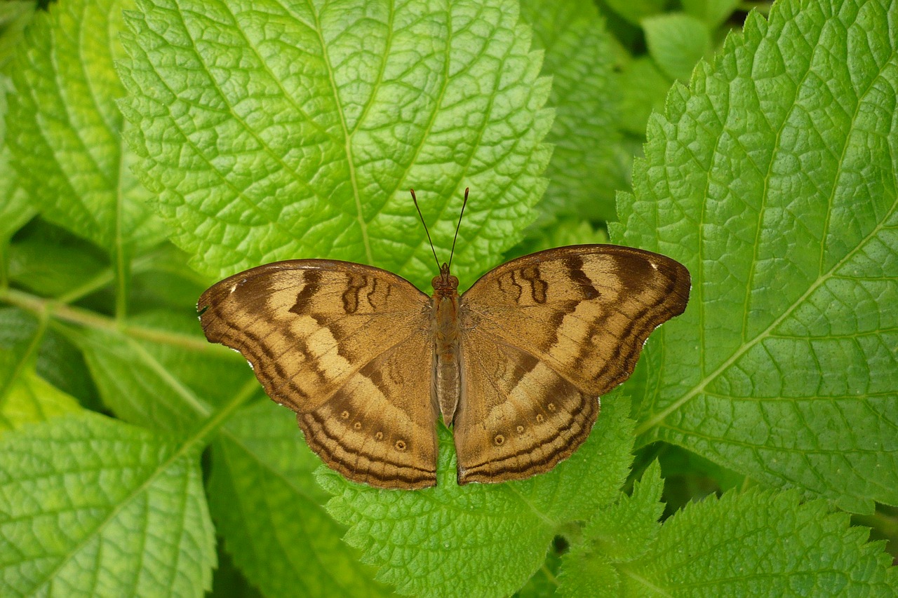 butterfly  nature  animal world free photo