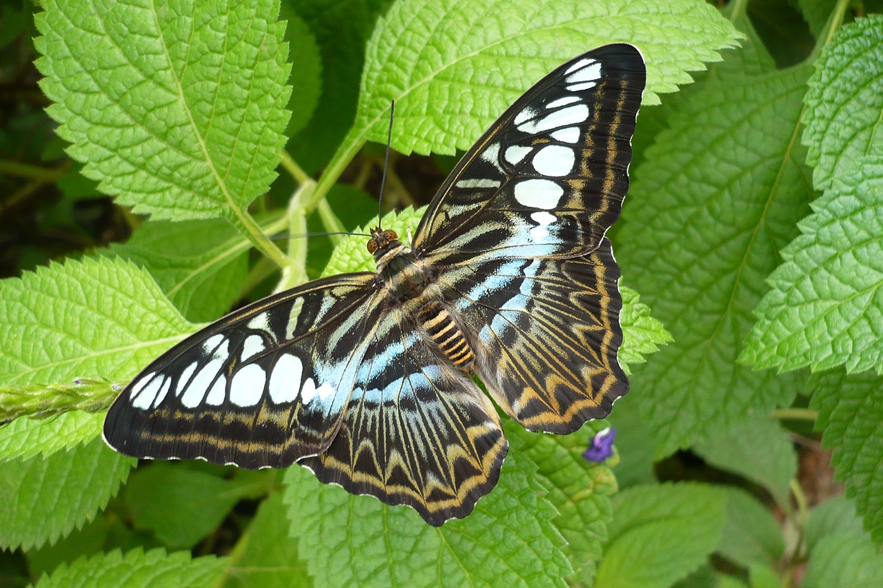 butterfly  blue  insect free photo