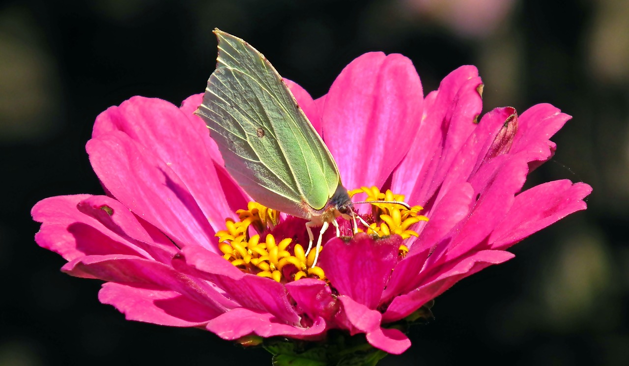 butterfly  insect  zinnia free photo