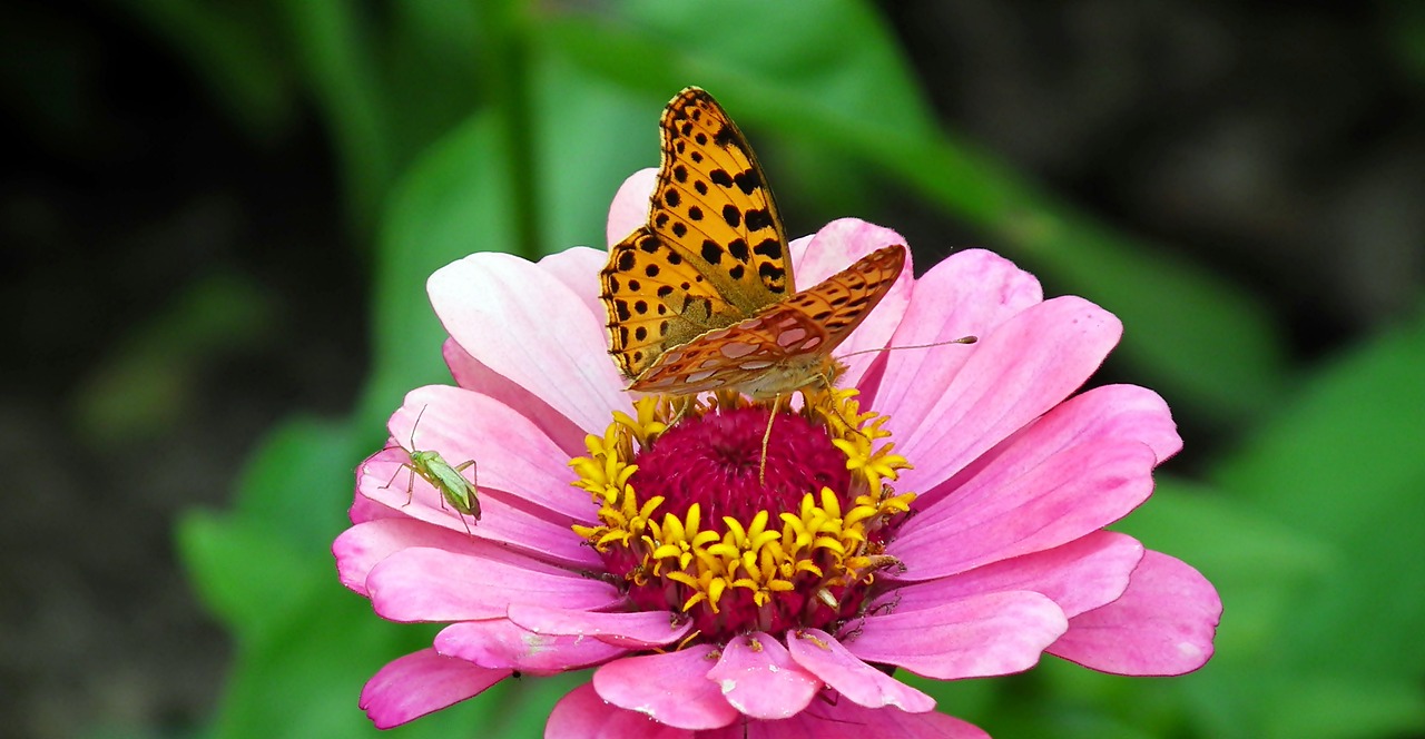 butterfly  insects  flower free photo