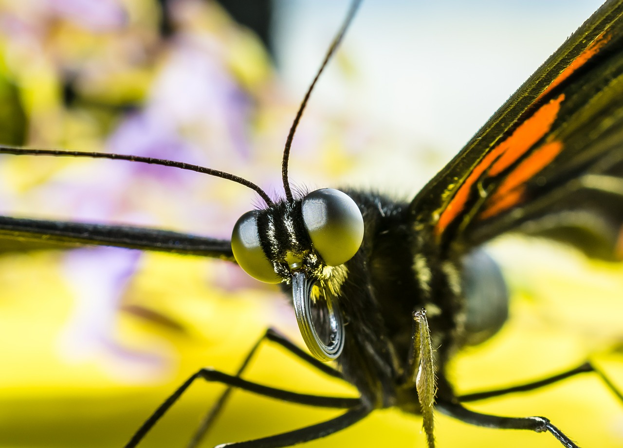butterfly insect eyes free photo
