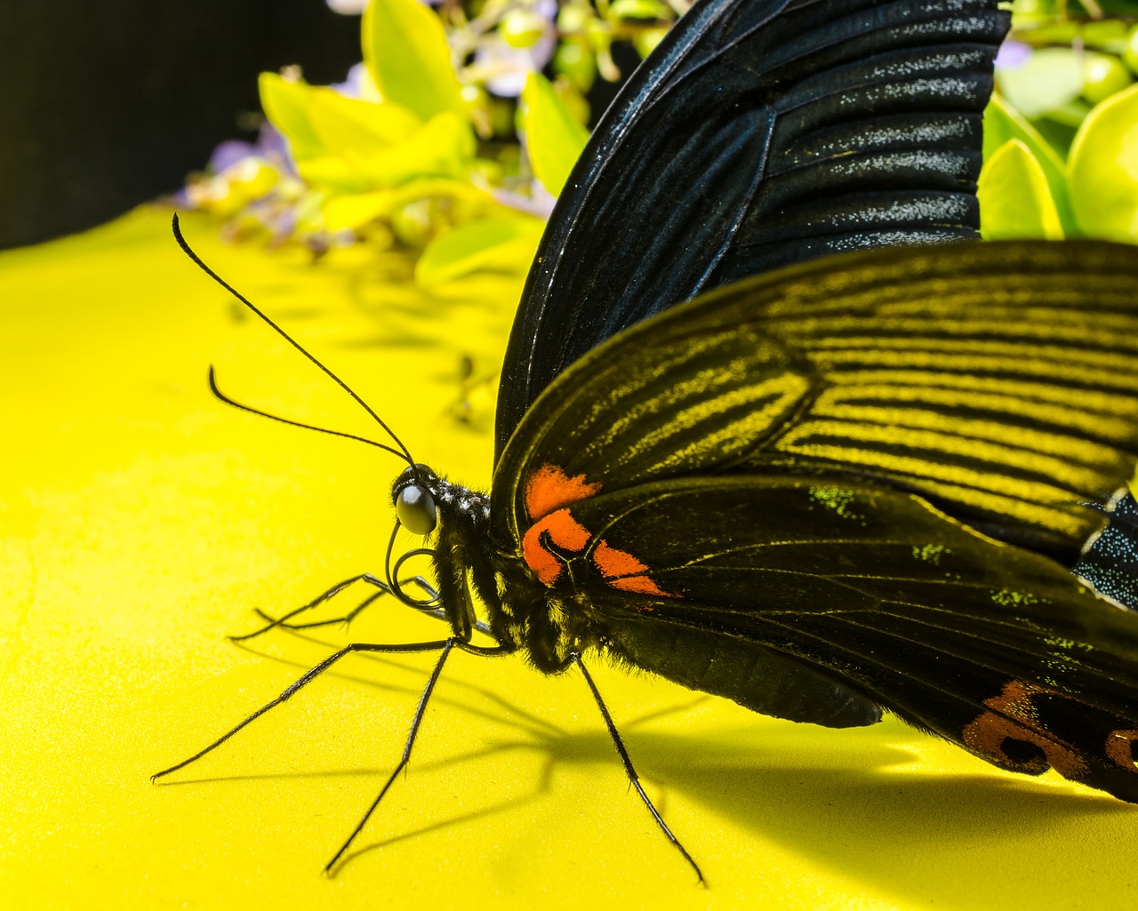 butterfly insect eyes free photo