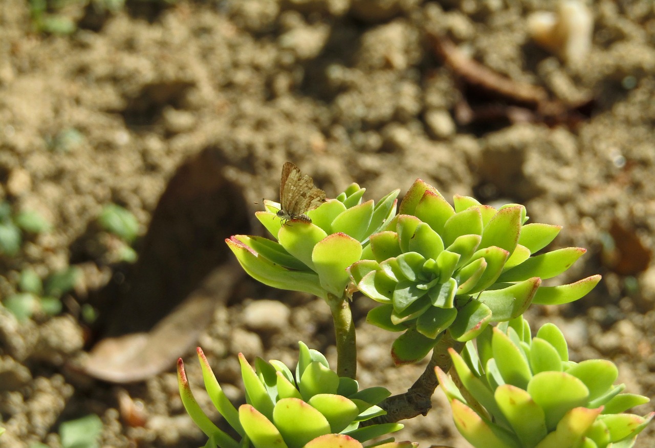 butterfly  brown  plant free photo