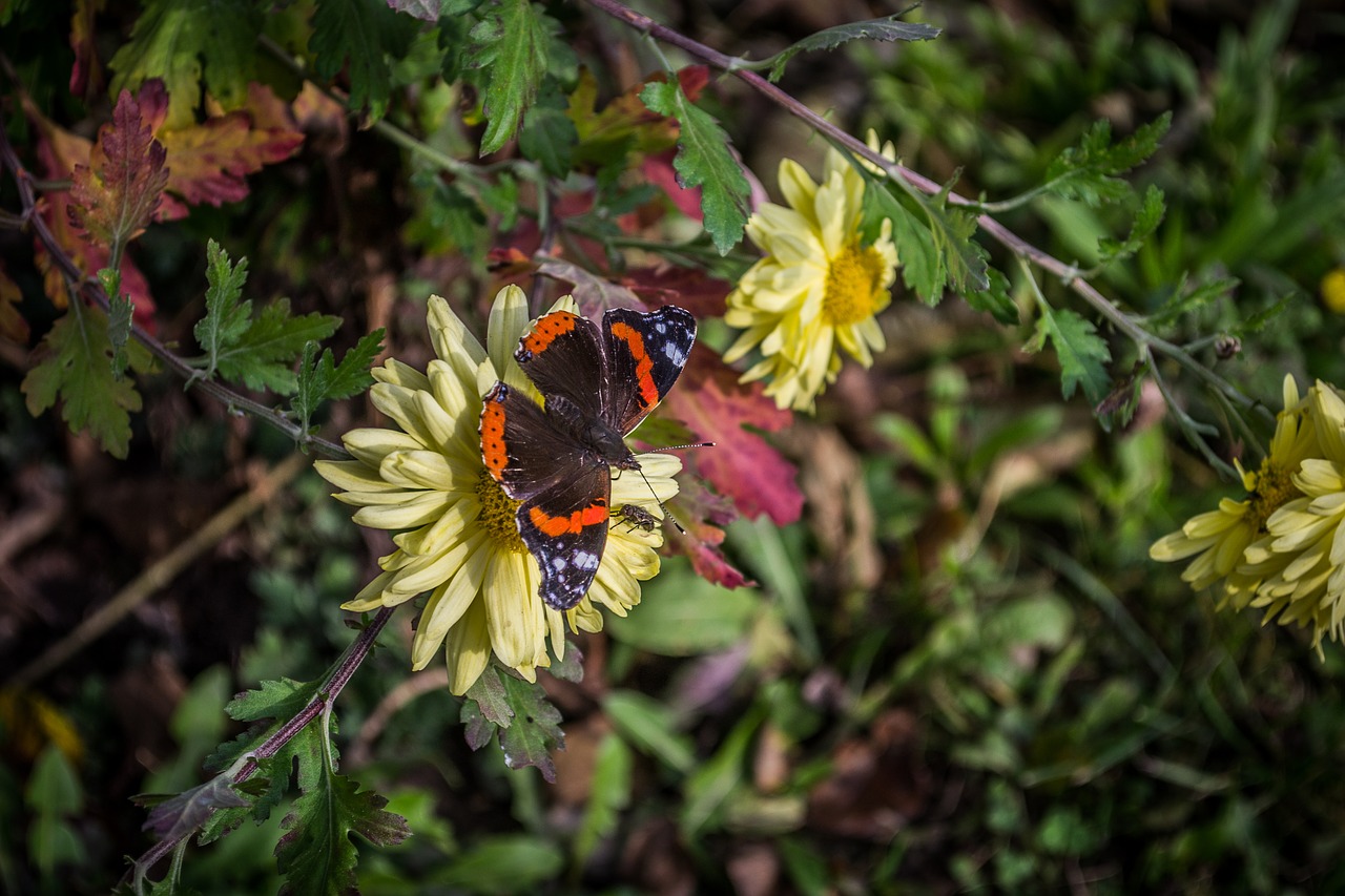 butterfly  flower  flora free photo