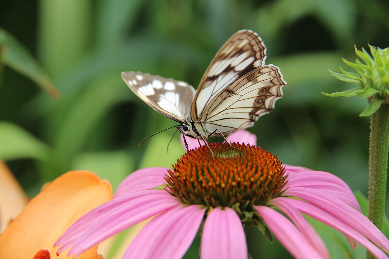 butterfly  echinacea  medicinal plant free photo