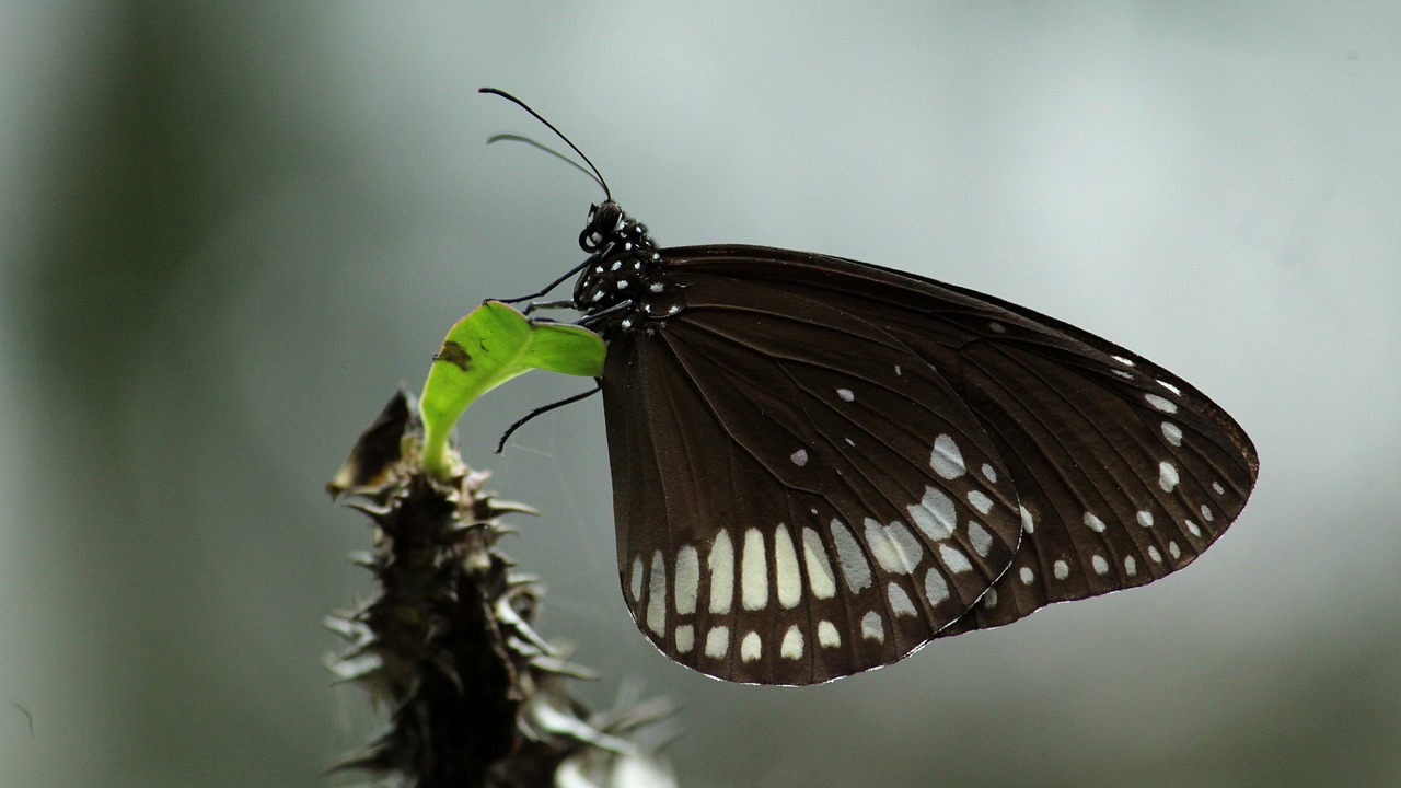 butterfly  insect  black free photo