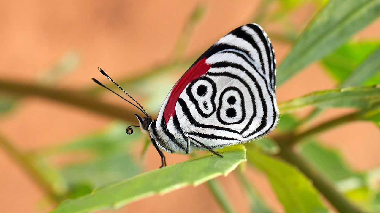 butterfly  insect  wings free photo