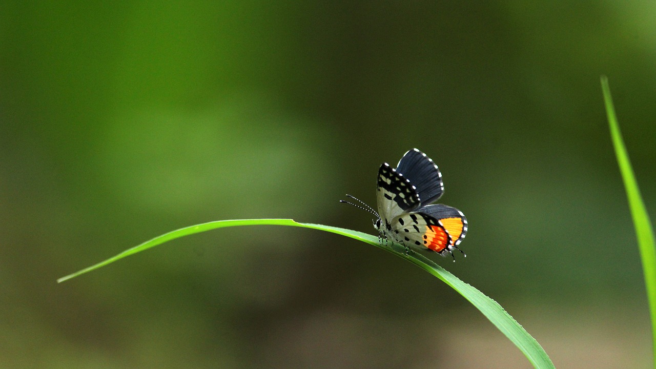 butterfly  sitting  grass free photo