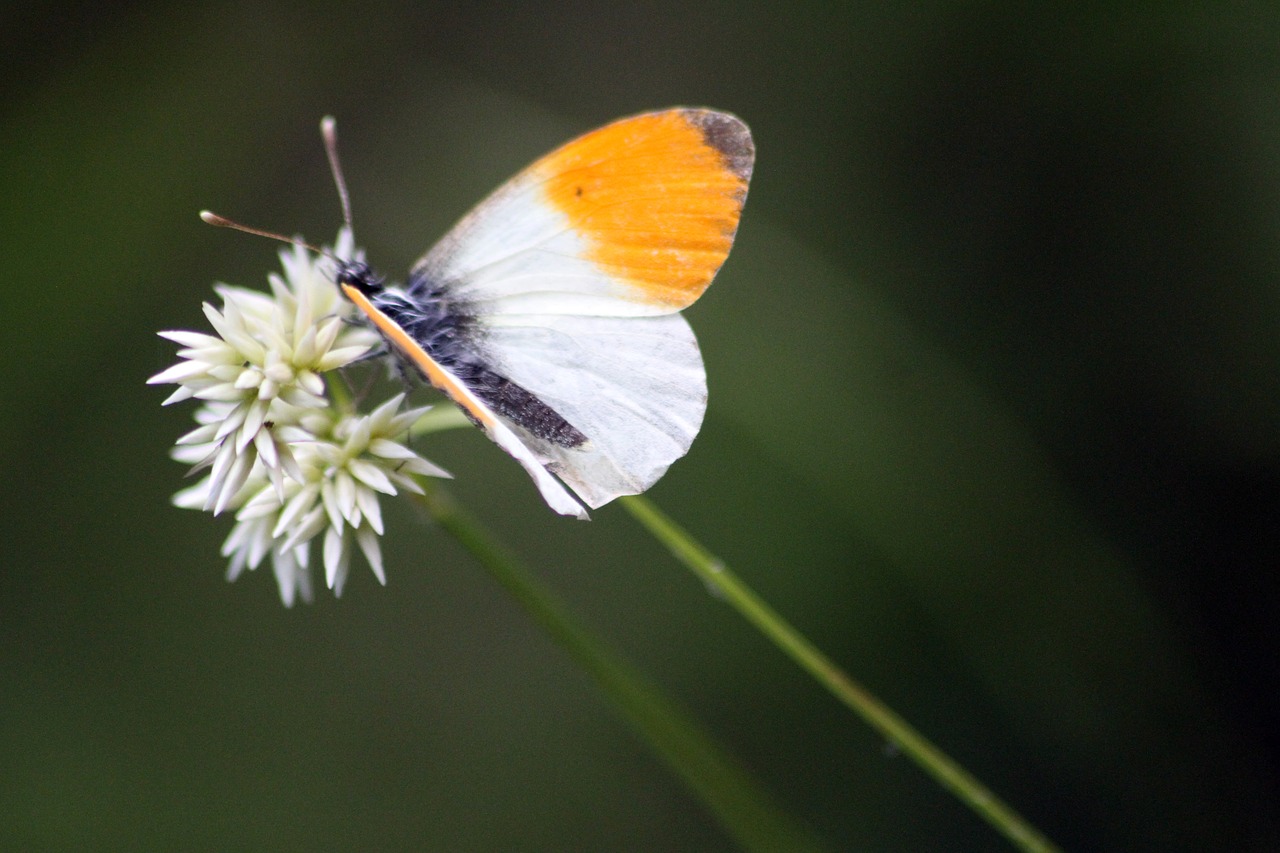 butterfly  insects  flower free photo