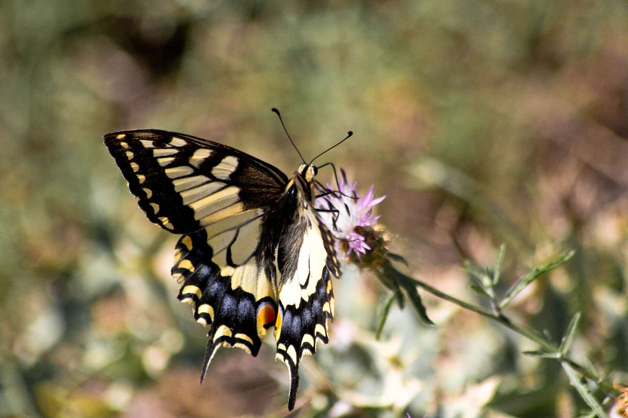 butterfly  swallowtail  insects free photo