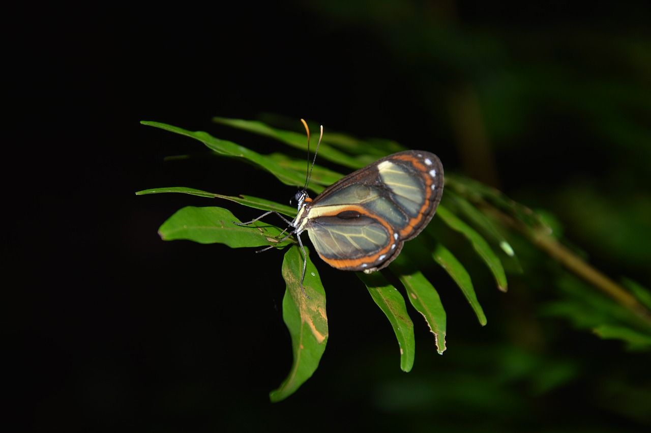 butterfly  amazon  nature free photo