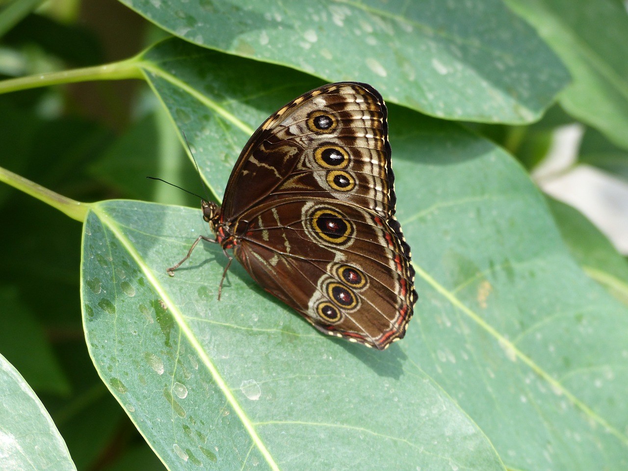 butterfly tender animal butterfly free photo