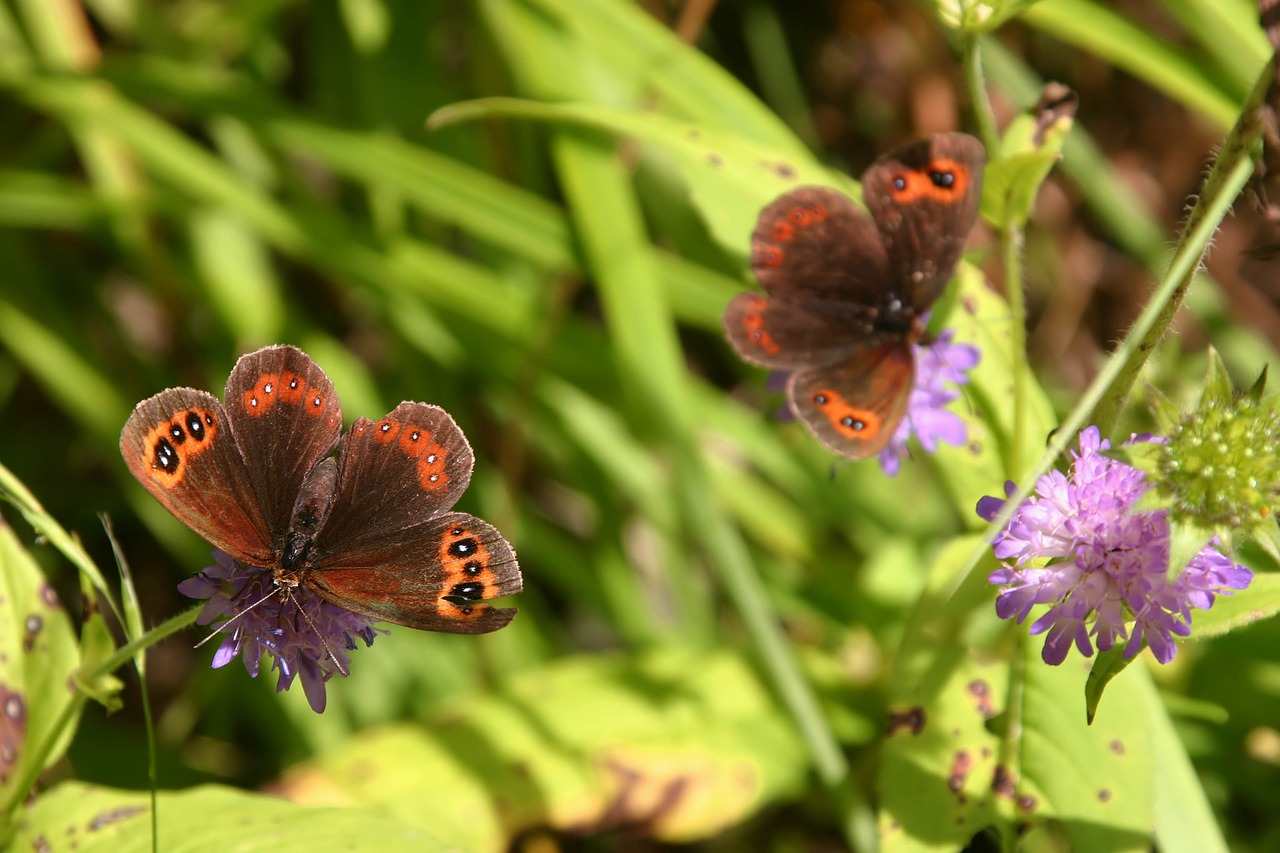 butterfly  flower  insect free photo