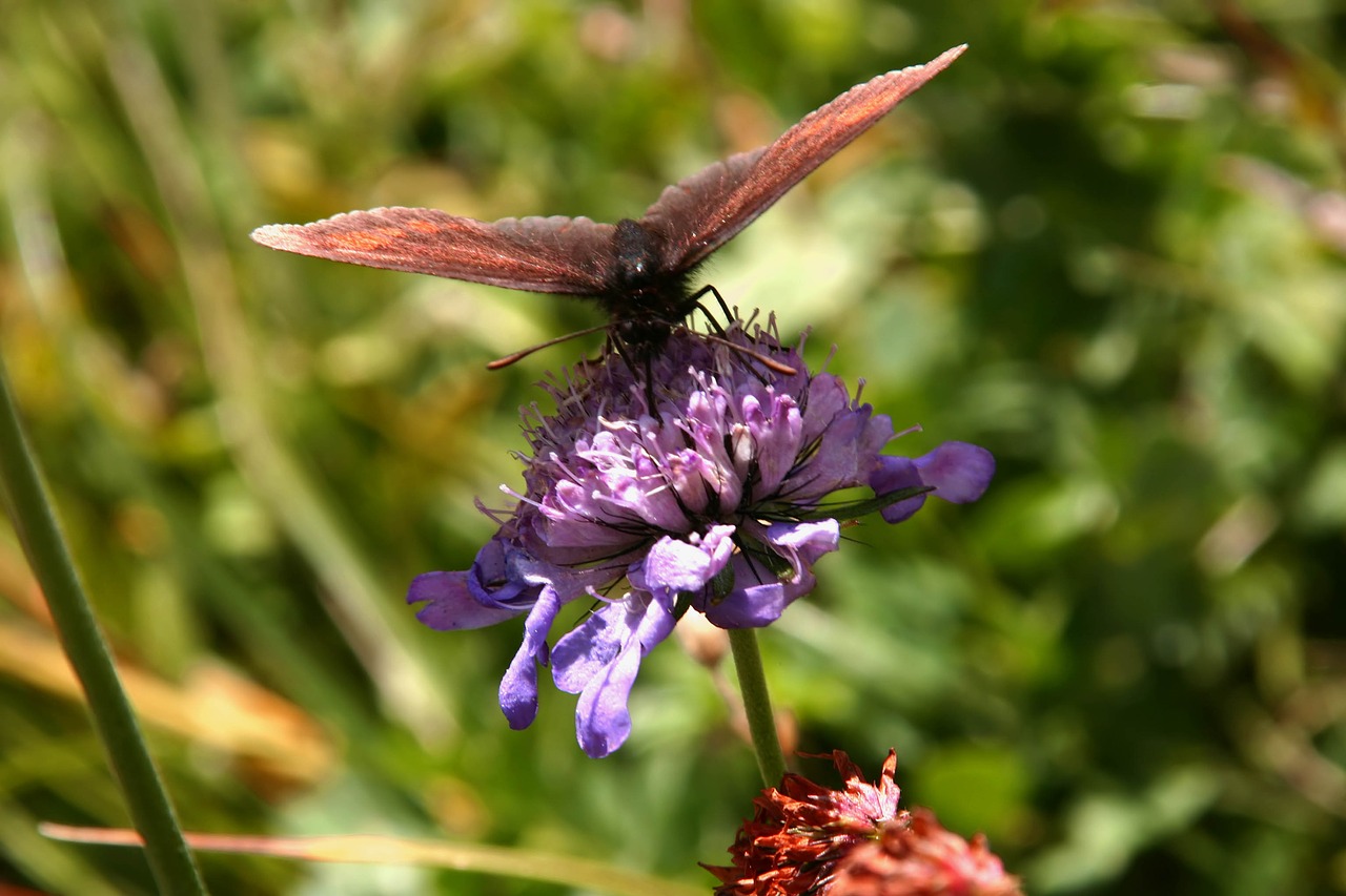 butterfly  flower  insect free photo