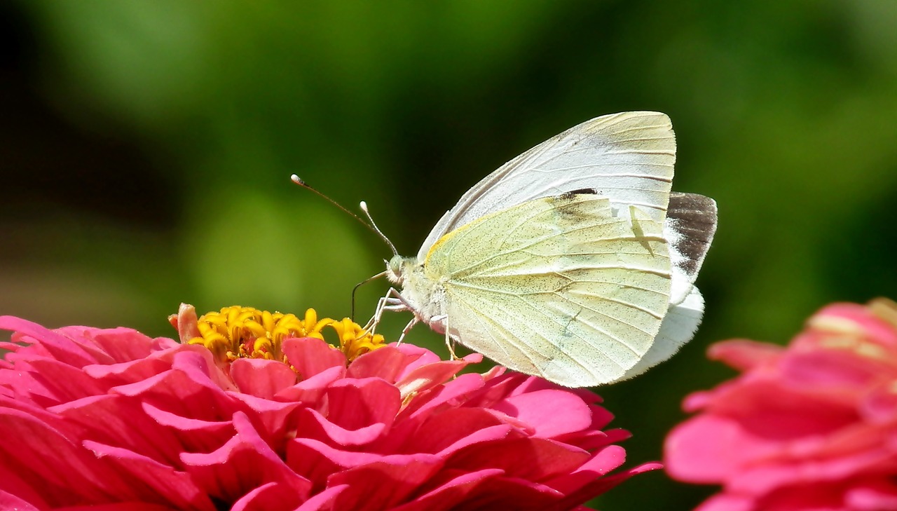 butterfly  flower  zinnia free photo