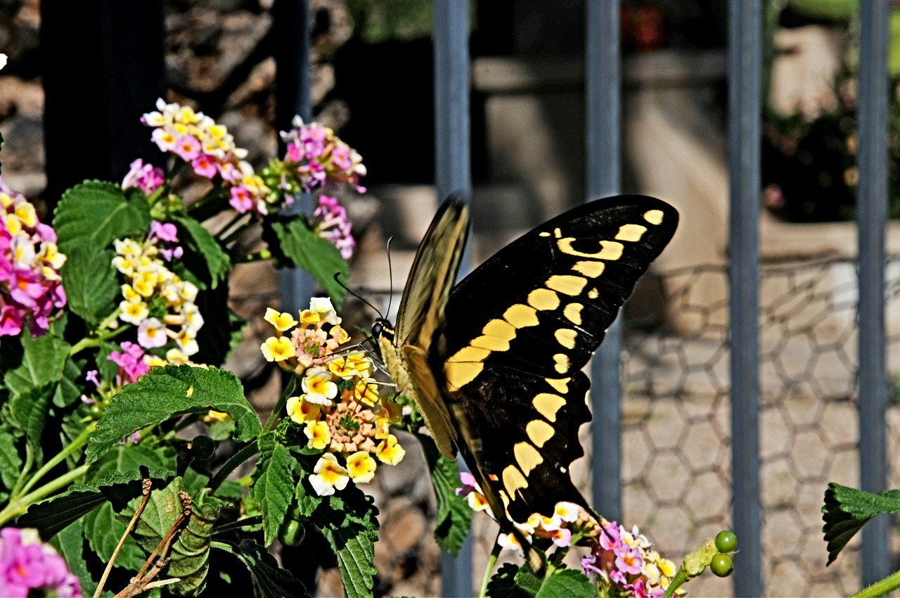 butterfly  butterflies  flower free photo
