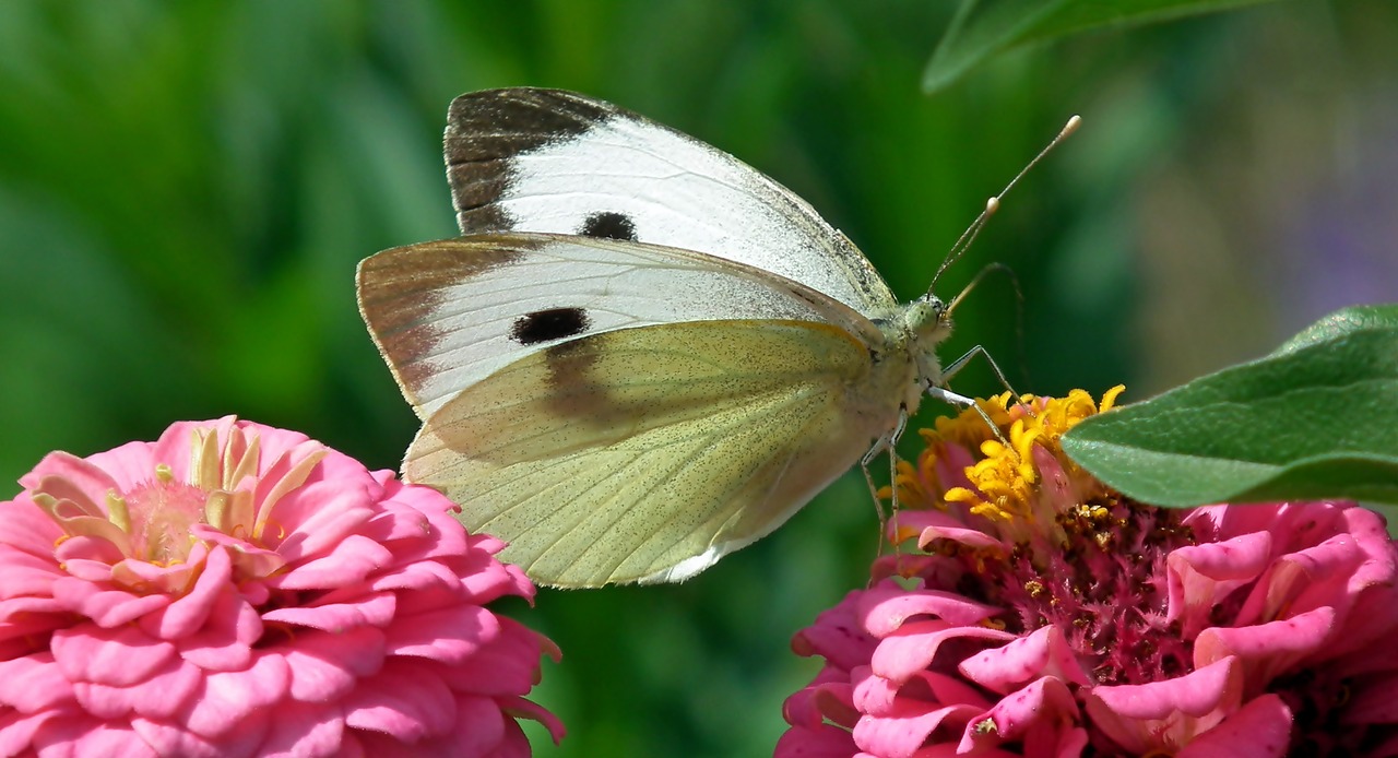 butterfly  insect  flowers free photo