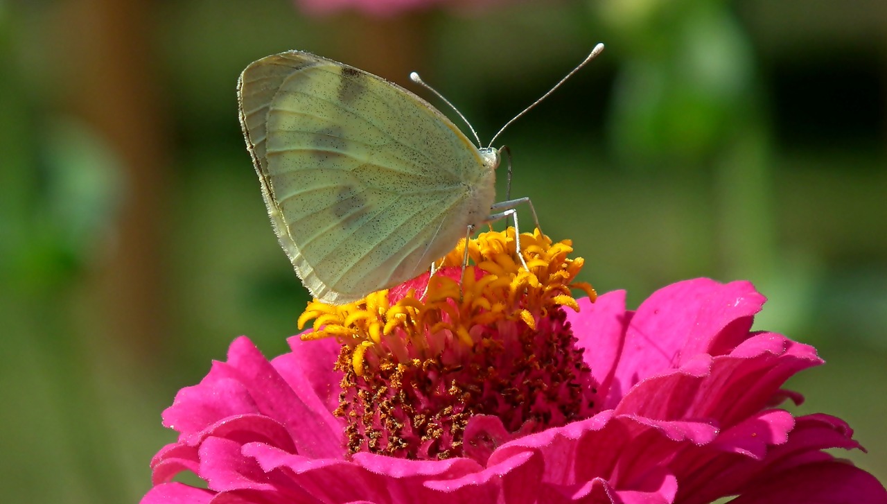 butterfly  insect  flower free photo