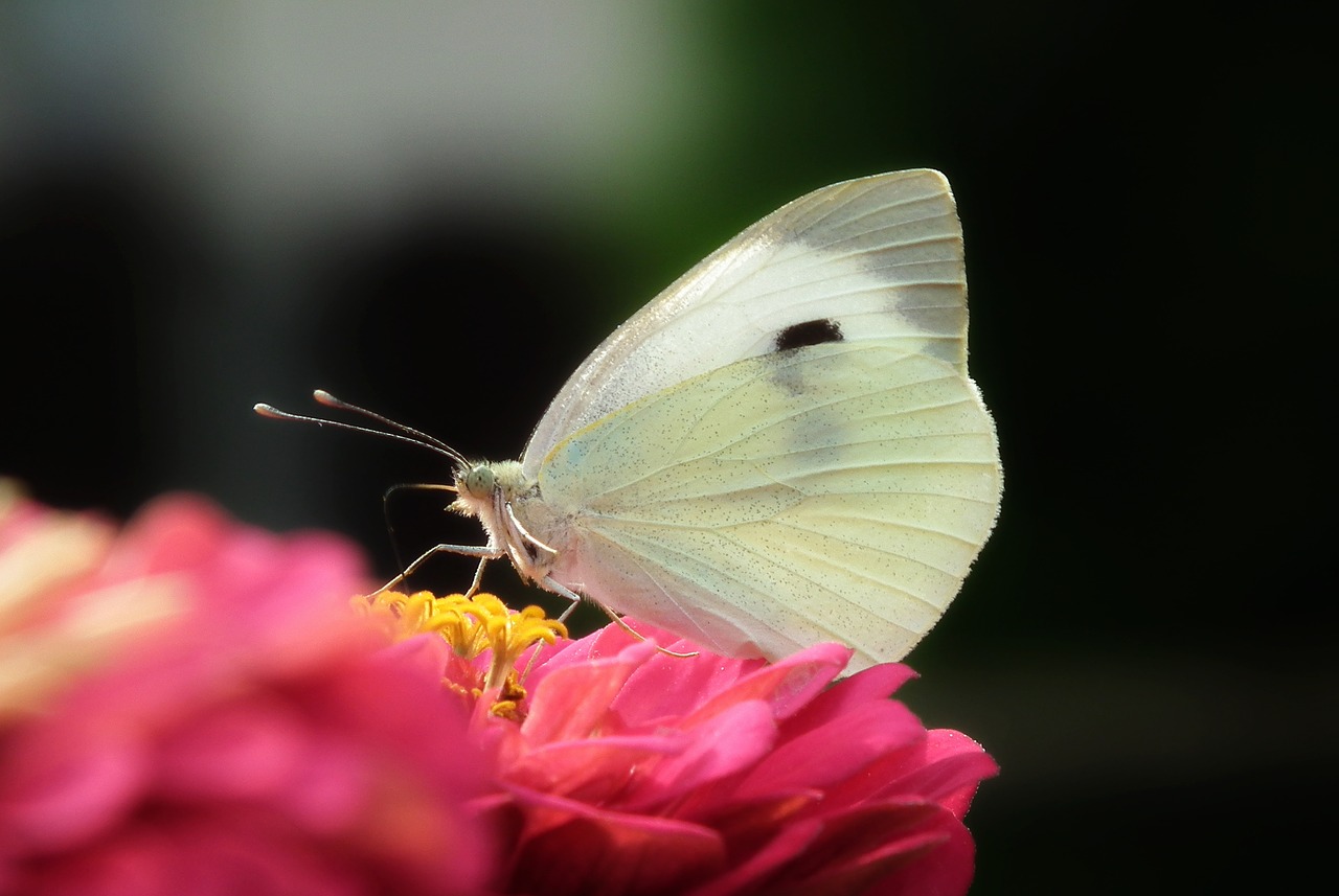 butterfly  insect  flower free photo