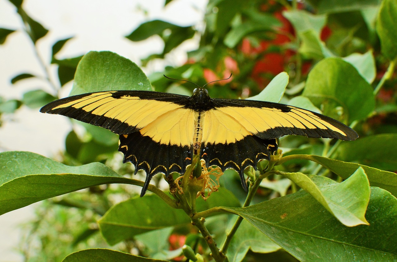 butterfly  light  nature free photo